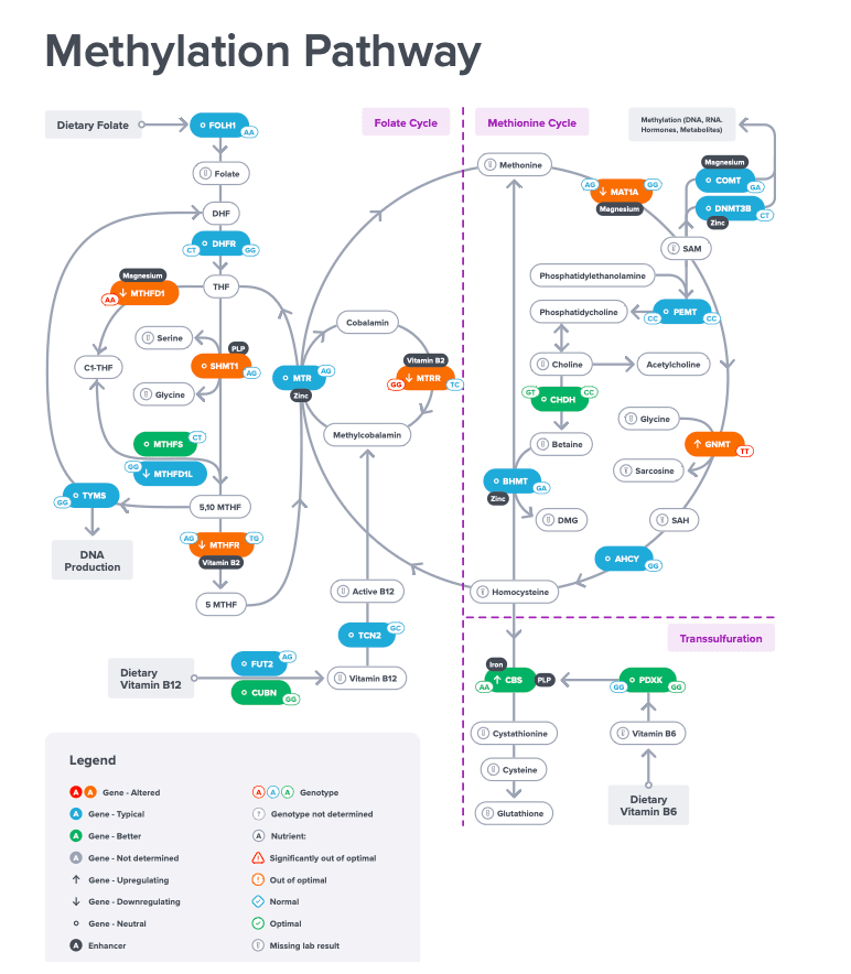 Methylation Analysis Visualization